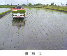 田植え